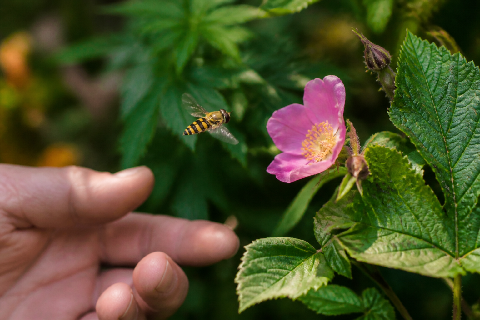 Syrphe ceinturé : l'insecte qui élimine les pucerons sans pesticides
