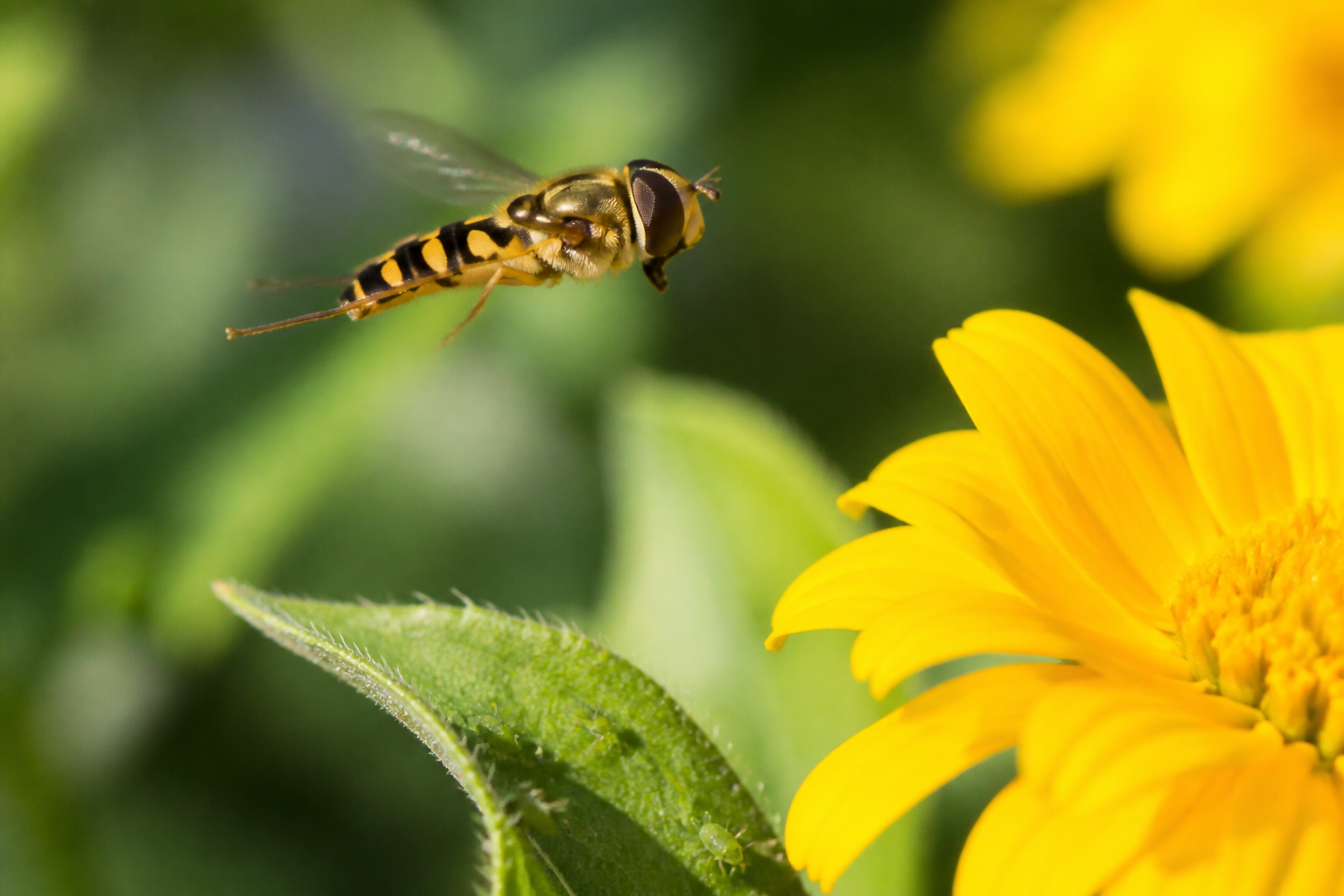 Syrphe ceinturé : l'insecte qui élimine les pucerons sans pesticides