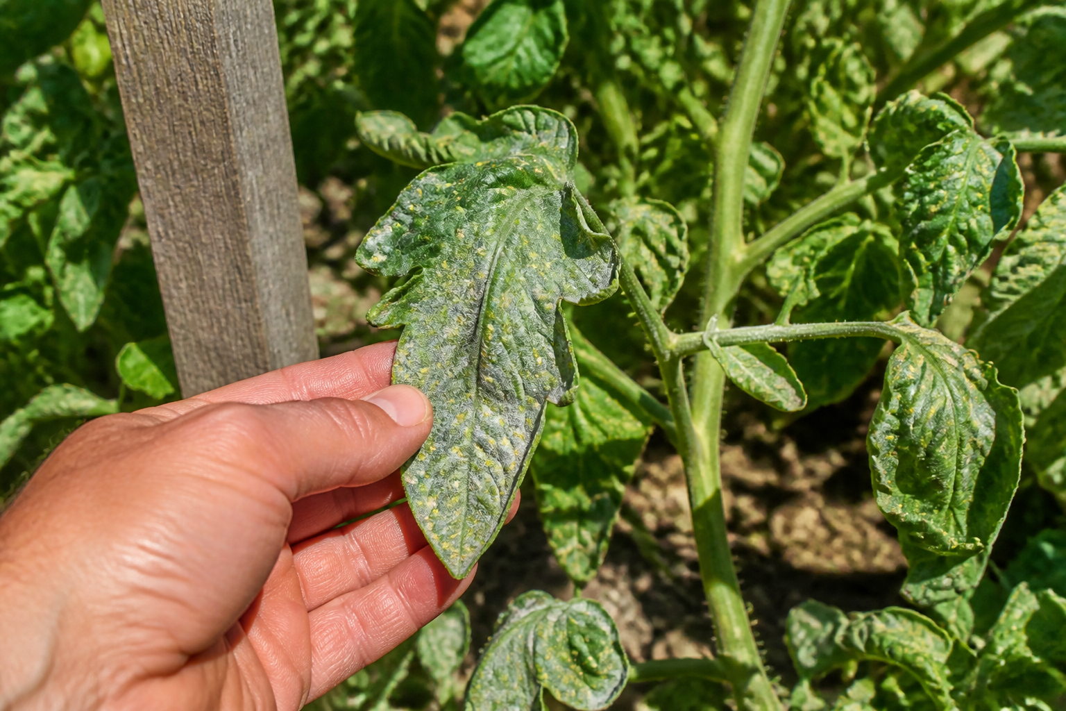 Taches blanches sur les tomates : d'où viennent-elles et comment les éviter ?