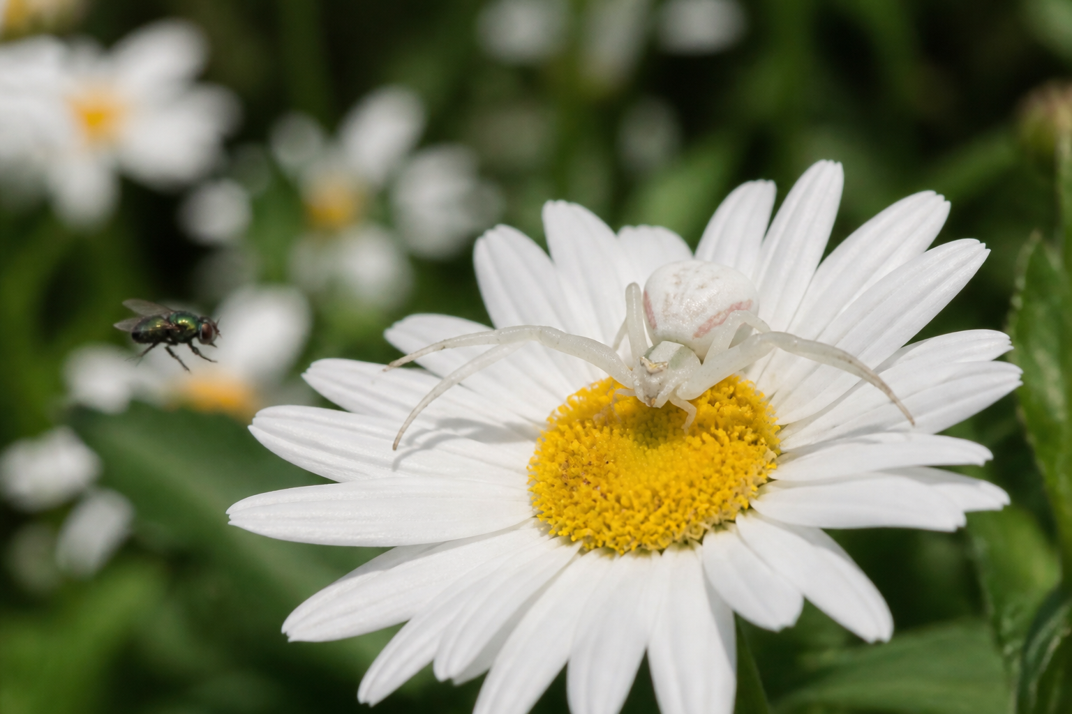 Thomise variable : comment repérer cette araignée blanche au jardin