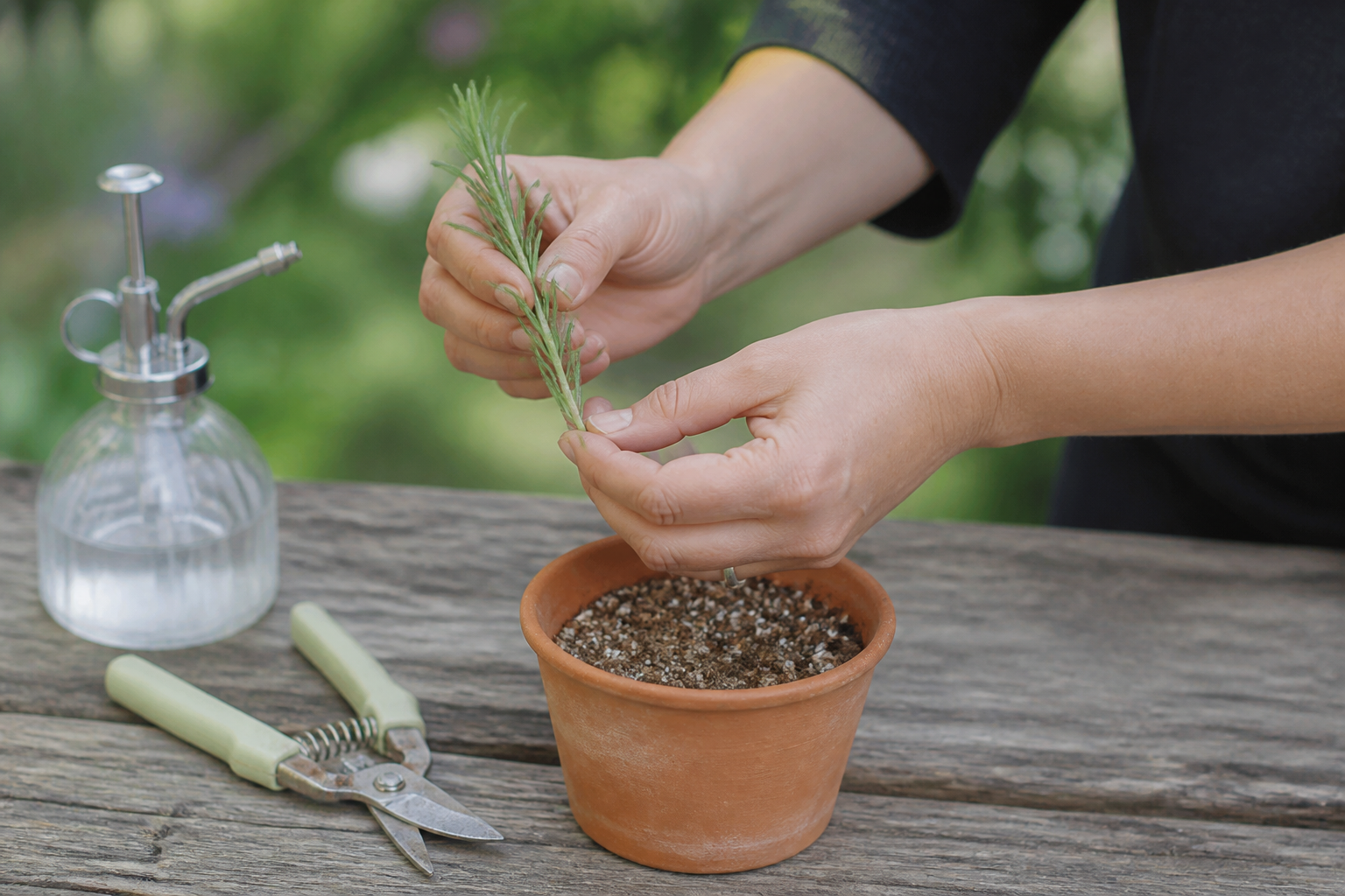 Bouture de lavande : la méthode simple pour multiplier vos plants