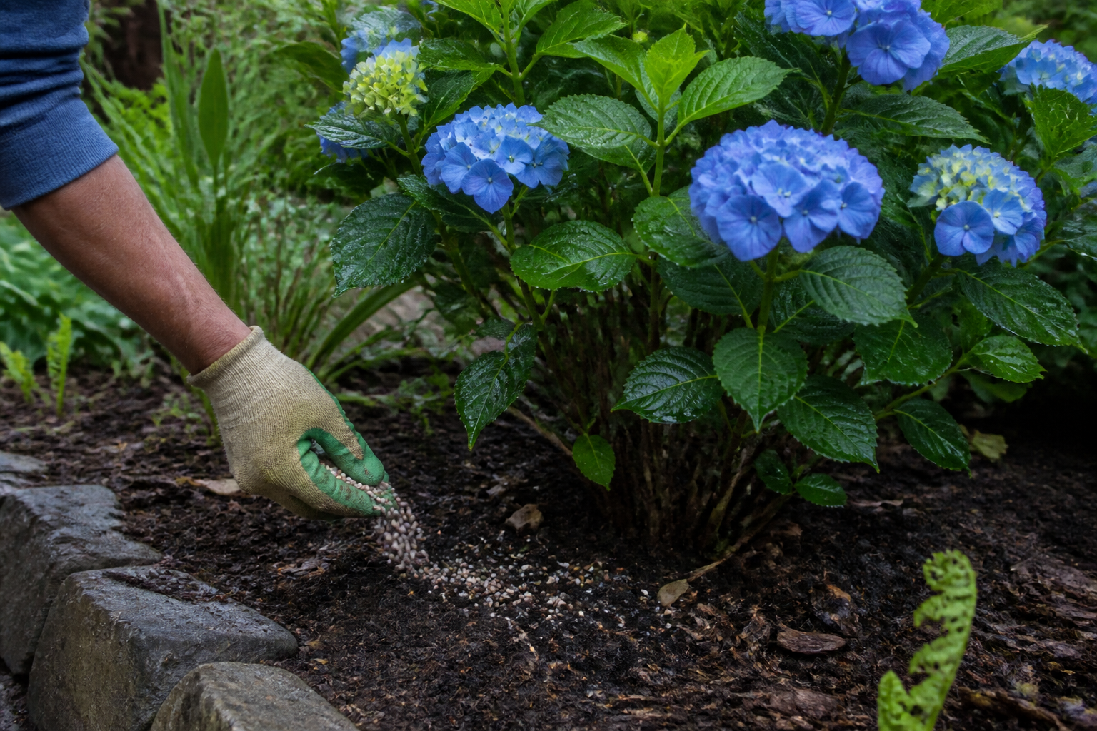 Engrais hortensia : quoi utiliser pour renforcer la floraison