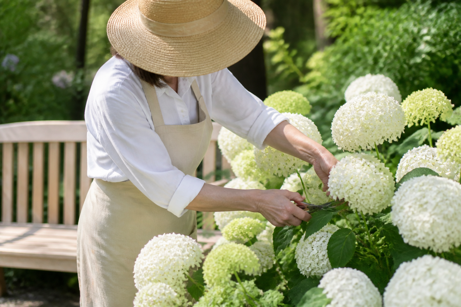 Hortensia blanc : comment garder une floraison lumineuse tout l’été