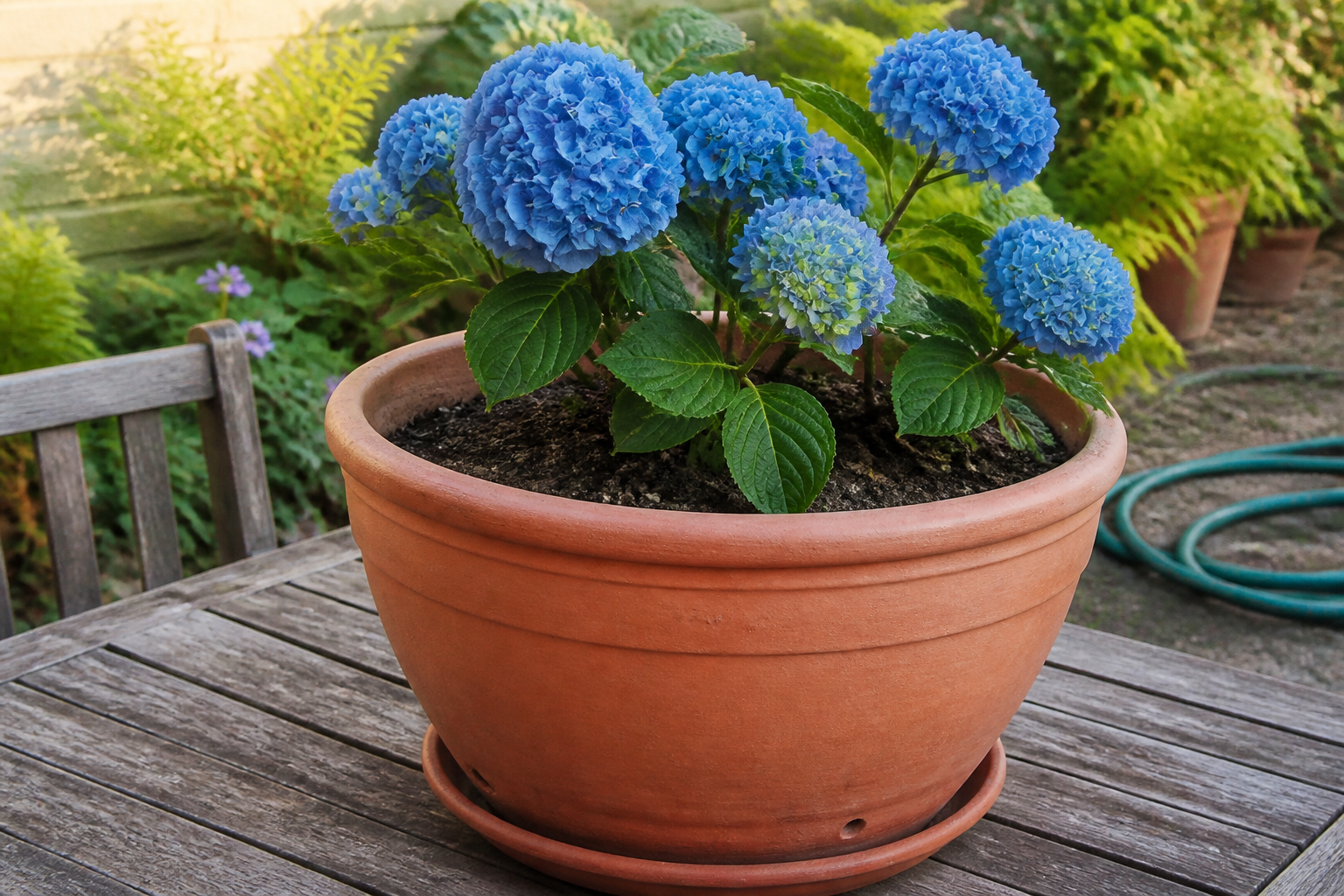 Hortensia en pot : taille du contenant, arrosage et exposition idéale