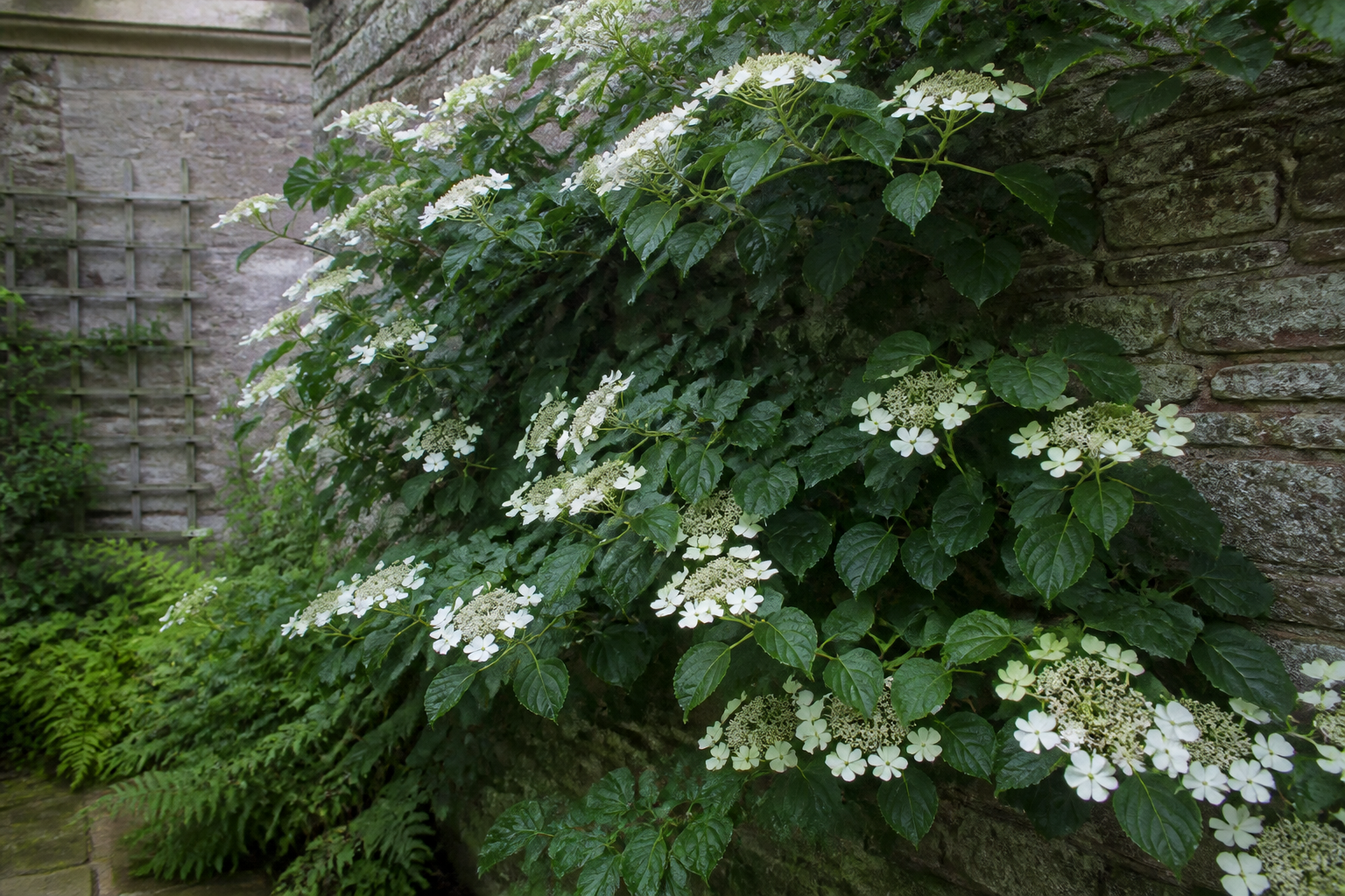 Hortensia grimpant : où le planter pour qu’il s’accroche sans abîmer le mur