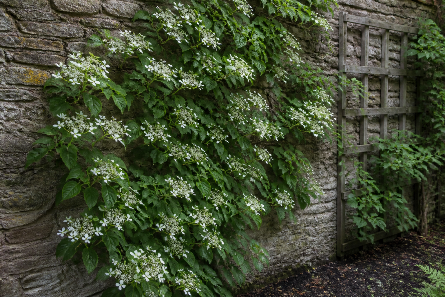 Hortensia grimpant : où le planter pour qu’il s’accroche sans abîmer le mur