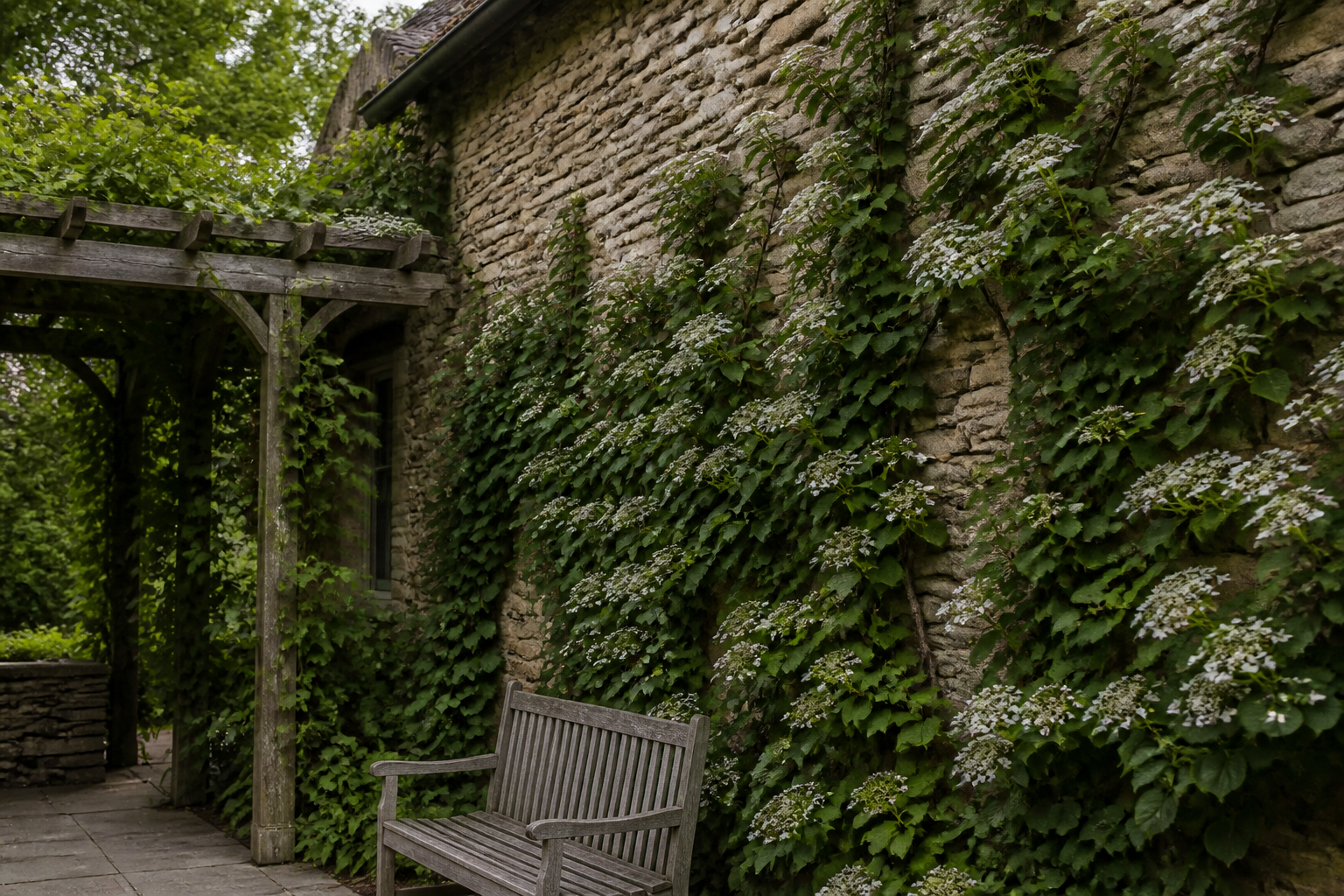 Hortensia grimpant : où le planter pour qu’il s’accroche sans abîmer le mur