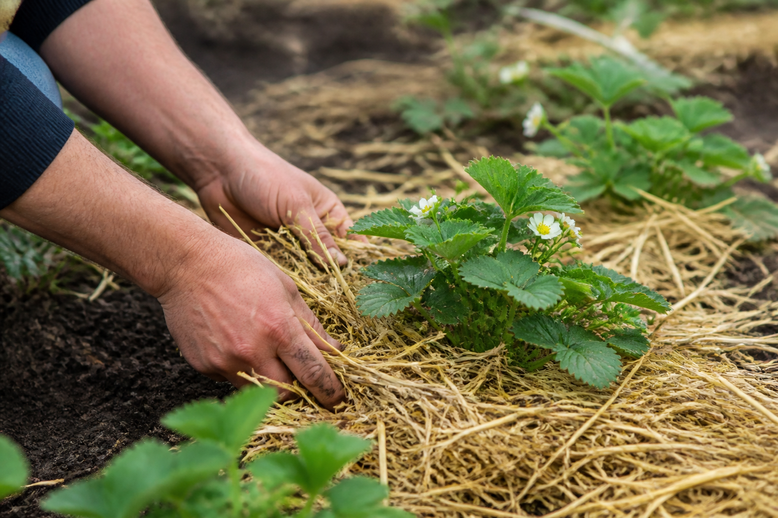 Paillage des fraisiers : quand le poser et quel matériau choisir