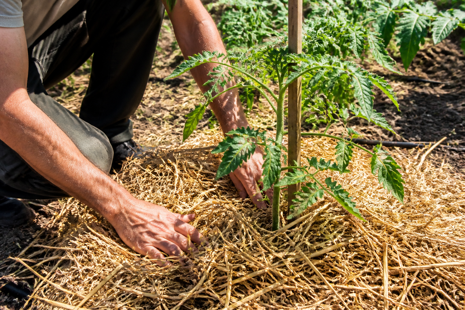 Paillage pour tomates : lequel choisir pour garder l’humidité au pied