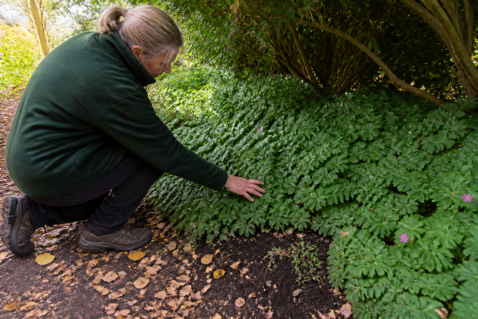 Plantes couvre-sol vivaces : les meilleures pour limiter les mauvaises herbes