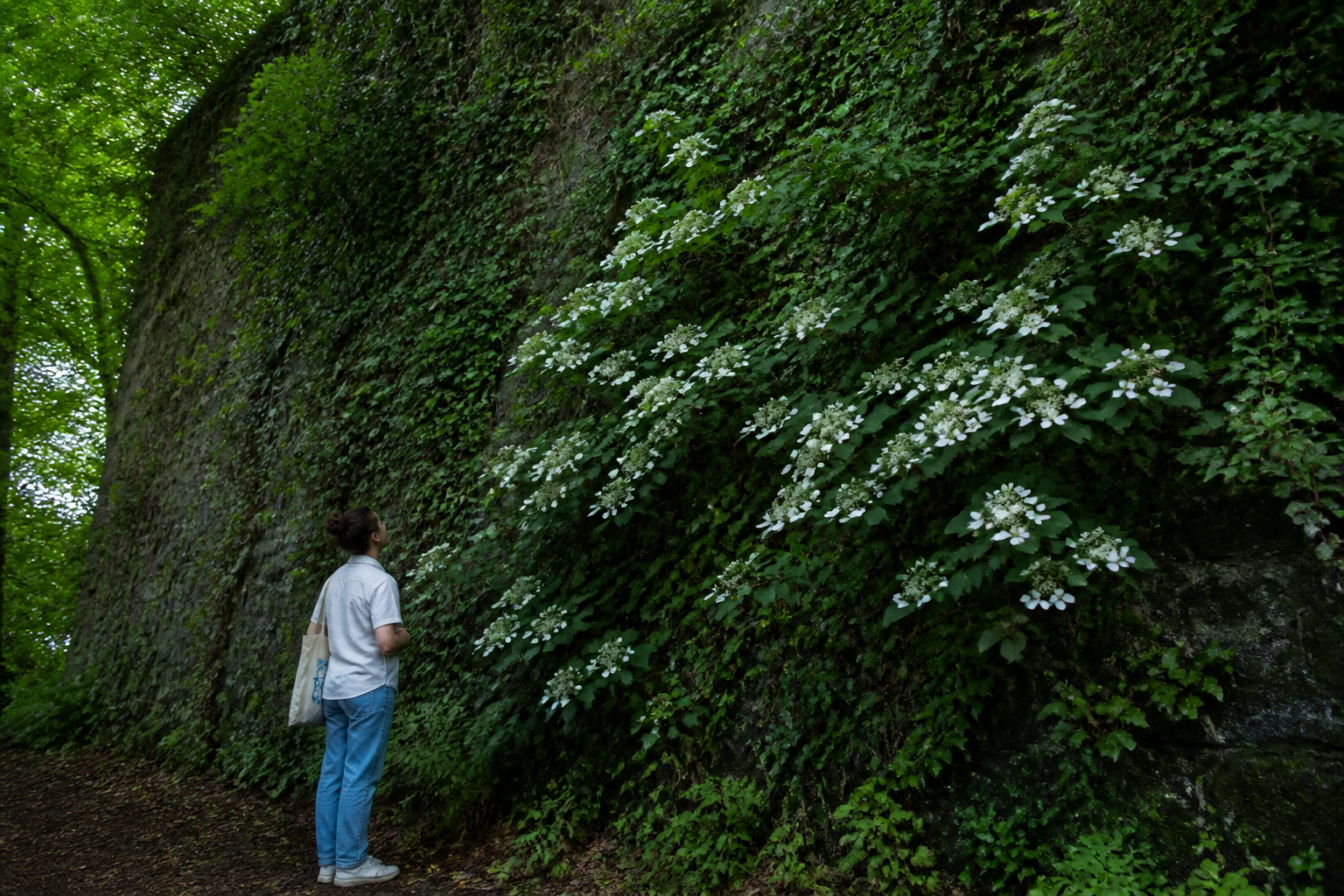 Plantes grimpantes à l’ombre : les variétés capables de bien couvrir un mur
