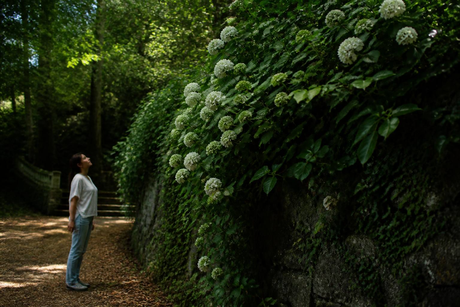 Plantes grimpantes à l’ombre : les variétés capables de bien couvrir un mur