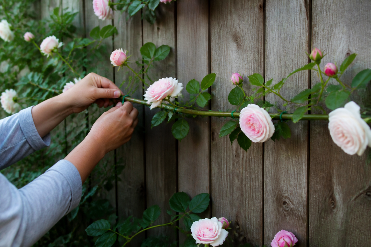 Rosiers grimpants : comment les palisser pour avoir plus de fleurs