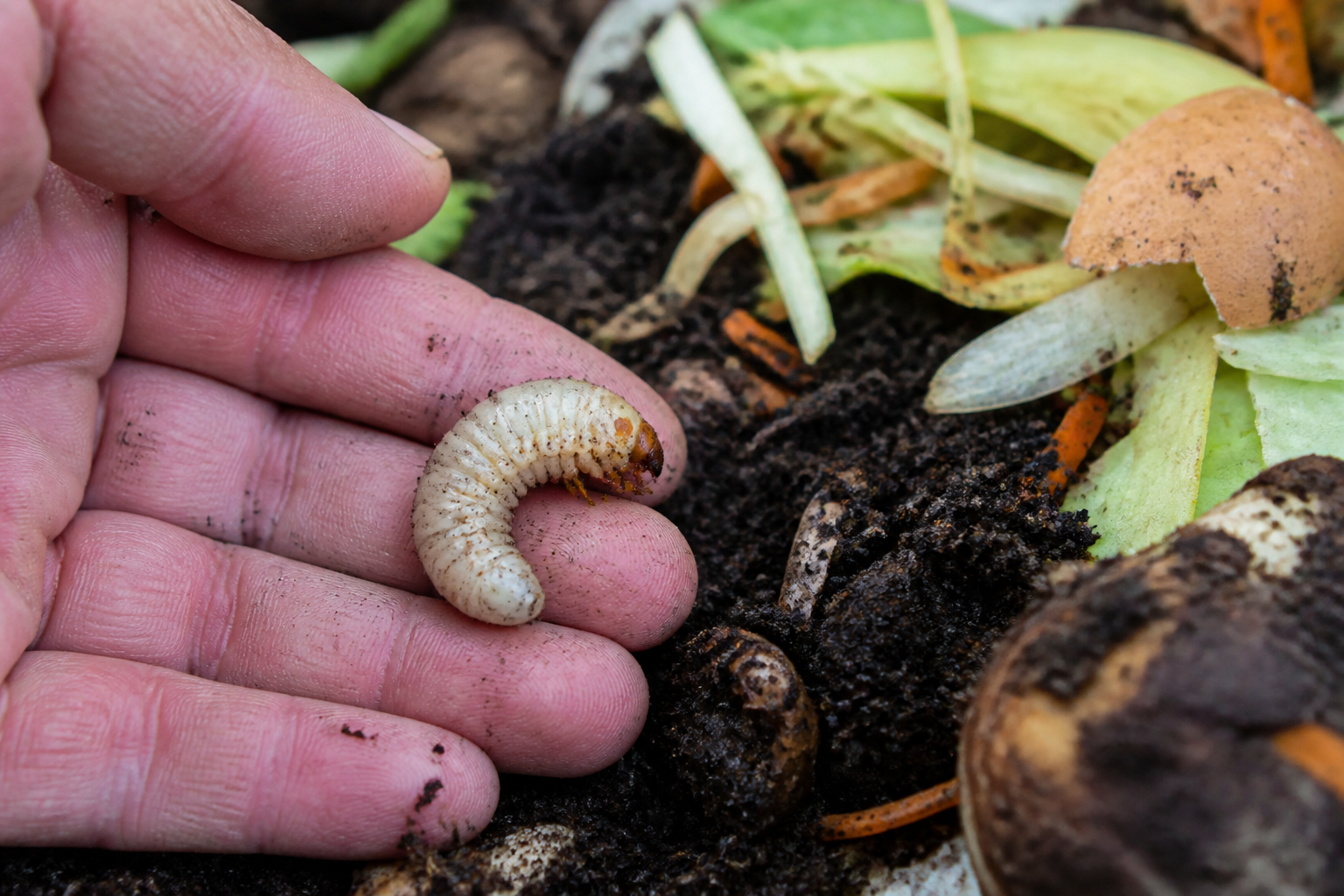 Ver blanc dans le compost : faut-il s’inquiéter ou laisser faire ?