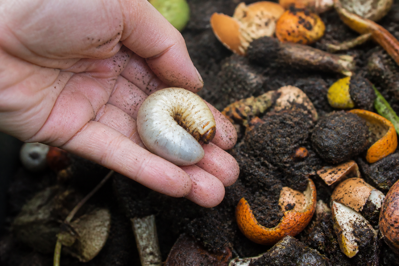 Ver blanc dans le compost : faut-il s’inquiéter ou laisser faire ?