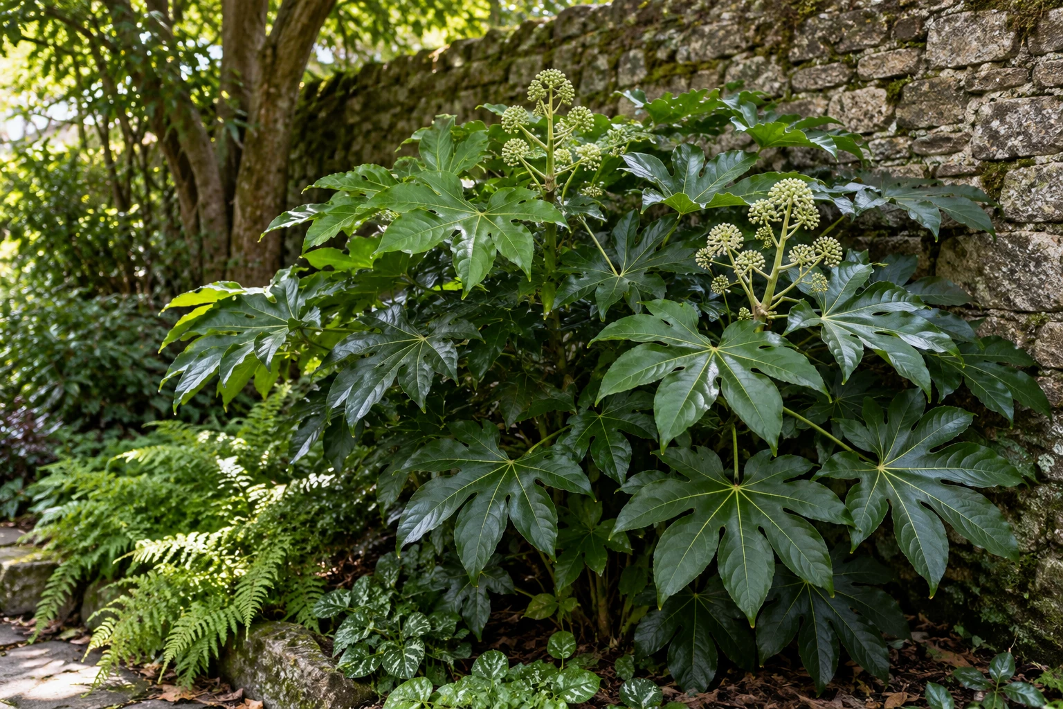 Grand arbuste d'ombre à larges feuilles vernissées et inflorescences blanches près d'un mur de pierre